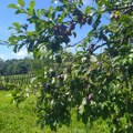 Hrvatski carinici zbog pesticida sada uništili pošiljku šljiva iz Srbije