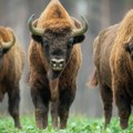 Ženu (83) napao bizon u Nacionalnom parku: Podigao je oko metar od zemlje