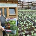 Zdrava hrana stiže sa imanja nade Letić Na Čeneju će se brati organska salata potočarka, kelj, krastavci