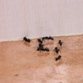Rešite se mrava pomoću sastojaka koje sigurno imate u kuhinji