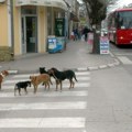Prokupački Vodovod raspisao nabavku za zbrinjavanje napuštenih pasa