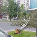 Počelo jako nevreme: Olujni vetar čupa stabla u Novom Sadu i Somboru: Na snazi upozorenja o oluji sa grmljavinom (video…