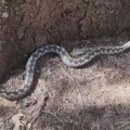 Zmija ujela čoveka u Kragujevcu jer je napravio ovu grešku Najezda u Srbiji, viđaju ih i usred Beograda! Kako farmerke…