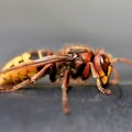 Žena preminula nakon ujeda stršljena