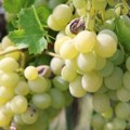 Dejan pravi posebnu vrstu vina i na crtu može da stane ozbiljnim vinarima