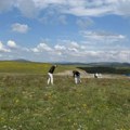 Zlatibor sve zeleniji: Posađeno 400 sadnica crnog bora u novoj akciji pošumljavanja