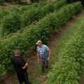 Najmanje 600 dinara očekujemo za kilogram: Malinar Mileta sprema se za berbu malina – radnici mahom stižu iz inostranstva jer…