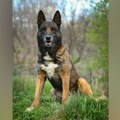Muškarac u Francuskoj uhapšen, pokušao da napusti psa i slagao policiju