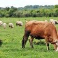 Farmeri će plaćati porez na podrigivanje krava i ovaca! Gas koji ispuštaju životinje utiče na klimatske promene