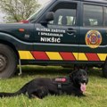 Crna gora dobila svog zigija Spasioci iz Nikšića po prvi put u istoriji dobili psa obučenog za spašavanje ljudi iz…