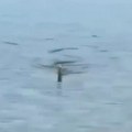 Hteo da snimi delfine – snimio najveću evropsku zmiju u Hrvatskoj (FOTO/VIDEO)