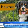 "Tačno to što je volela, s tim je i otišla": Komšije u suzama zbog Stefke koju su psi ubili na Fruškoj Gori
