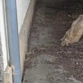 Neko ju je pregazio i otišao, a sada se humani ljudi bore da Talija preživi