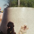 U Kragujevcu sutra Prvi humanitarni festival za životinje Woofstock