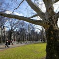 Central park ukida konjske kočije: Više od 150 kočijaša strahuje za egzistenciju