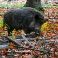 U Jablaničkom okrugu afrička kuga potvrđena kod divljih svinja: Apel na stočare da prijave svaku promenu zdravstvenog…