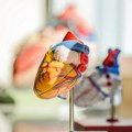 Naučnici pronašli devet vrsta mikroplastike u ljudskom srcu