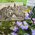 Obeležavamo Dan primirja u Prvom svetskom ratu Državni praznik: Simbol pobede je cvet Natalijina ramonda