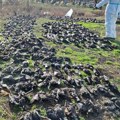 Jeziv prizor! Kod Kikinde pronađeno više od 800 mrtvih ptica: Sve ukazuje na masovno trovanje