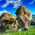 Evropski parlament usvojio nova ekološka pravila za farme svinja i živine