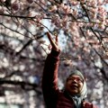 Šta znači hanami, a šta mono no-avare: Japan slavi svoje trešnje