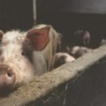 Zašto je svinjsko meso sve skuplje, a farmeri sve siromašniji?