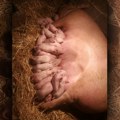 (Foto) Čudo u Žitorađi: Kad je krmača krenula da se prasi, samo su krenuli da se krste! Veterinar šokiran: "Ovo vidim prvi put…