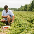 Kako mašine koje beru i pakuju jagode menjaju poljoprivredu