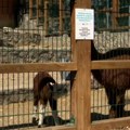 Пролећни беби-бум у зоолошком врту – после двогрбе камиле, ту је и мала алпака, а ускоро стиже и антилопа
