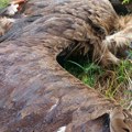 Ubio jednu od najređih ptica Evrope: Evo kakvu je kaznu dobio, Srbija se razbesnela