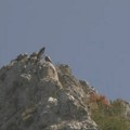 Rajka stigla do Izraela, Nera da Egipta: Srpski beloglavi supovi ove jeseni razleteli se širom sveta – na proleće se vraćaju…