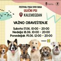 ULIČNI PSI, FESTIVAL PASA SVIH RASA