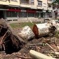 Pola miliona stabala polomljeno u Bačkoj Palanci tokom nevremena, ljudi iz straha seku drveće