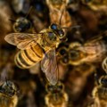 Svetski dan pčela