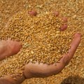Brisel uvodi nove carine na uvoz žitarica iz Rusije i Belorusije