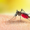 Oprez, zaraženi komarci i u Beogradu Opasan virus prenose na ljude