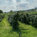 Posla ima i može solidno da se zaradi: Evo koliko zarađuju berači kupina
