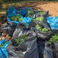 Otkrivena najveća plantaža marihuane Stigle neverovatne slike zaplene! Policija je na ovome radila mesecima (foto)