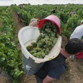 Loša godina za nemačka vina: Prinos manji zbog kiše i selekcije grožđa
