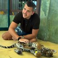 Син Лепе Брене ушао у кавез са тигром: Виктор објавио снимак са Тајланда како се игра са дивљом мачком (видео)