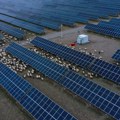 U pustinji su izgradili najveću solarnu elektranu na svetu: Nekoliko godina kasnije morali su da dovedu 20.000 ovaca