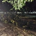 U Novom Sadu drvo palo na trafiku, nakon akcije spasavanja izvučena radnica