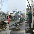 Za lepši drvored u Novom Sadu: U Bulevaru Mihajla Pupina i Dunavskom parku posađeno još 18 stabala
