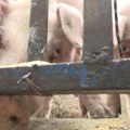 Afrička kuga registrovana u okolini Bijeljine, na farmi sa blizu 1.000 svinja