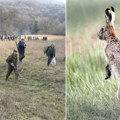 Dobre vesti iz lovišta: Vratili se zečevi na vojvođanska polja, stručnjaci otkrivaju razloge!