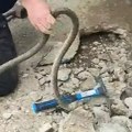 Vladica je golim rukama izvadio zmiju iz blokova: Kamera zabeležila jeziv snimak