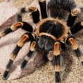 Na aerodromu ostavio kofer sa 22 tarantule
