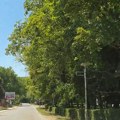 Odbegli bizon luta Fruškom Gorom! Nacionalni park objavio hitno upozorenje: Naš junak uporno "ne sluša“