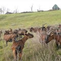 "U Bukovcu su i koze pod ručnom" Nesvakidašnja scena snimljena na krovu jedne kuće - ovo još niste videli! (foto)