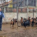 Od dve koze do ozbiljnog posla: Porodica Jovanov iz Zrenjanina živi od kozarstva